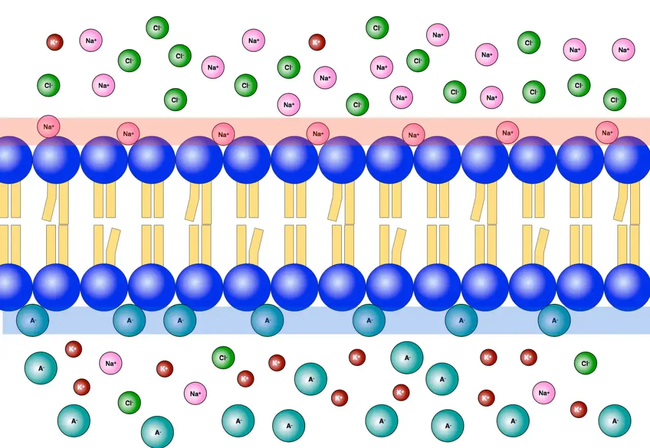Ruhepotential einer Nervenzelle: Ionen (Na+, K+, Cl-, A-) verteilen sich um die Zellmembran, um das Ruhepotential zu erzeugen.