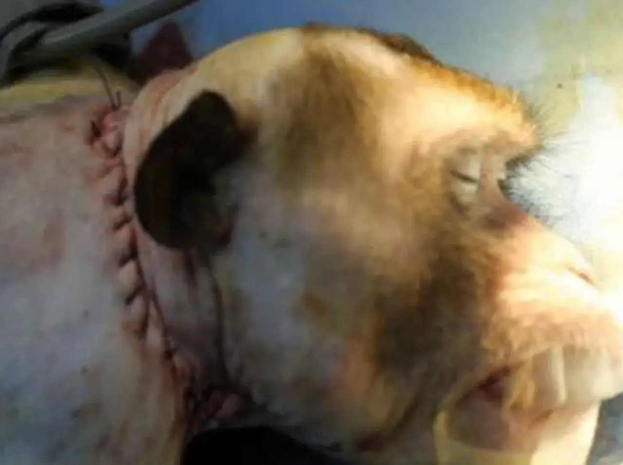 Nahaufnahme eines Affenkopfes mit genähtem Hals, ein Hinweis auf eine experimentelle Kopf-Transplantation.