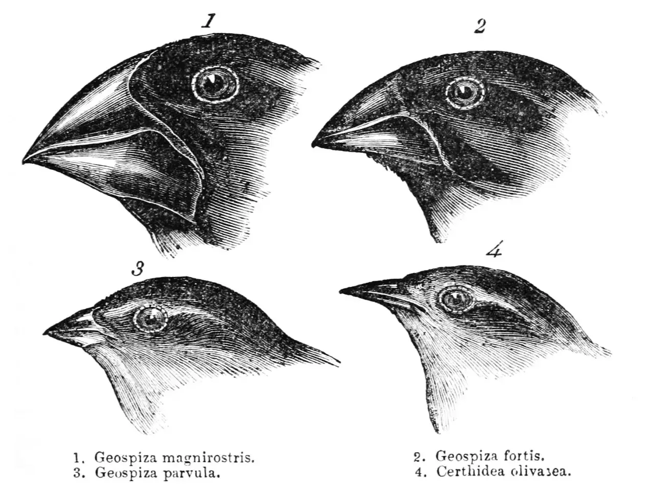 Vier Finkenk&ouml;pfe zeigen die Vielfalt der Schn&auml;bel, ein klassisches Beispiel f&uuml;r die Evolutionstheorie Darwins.