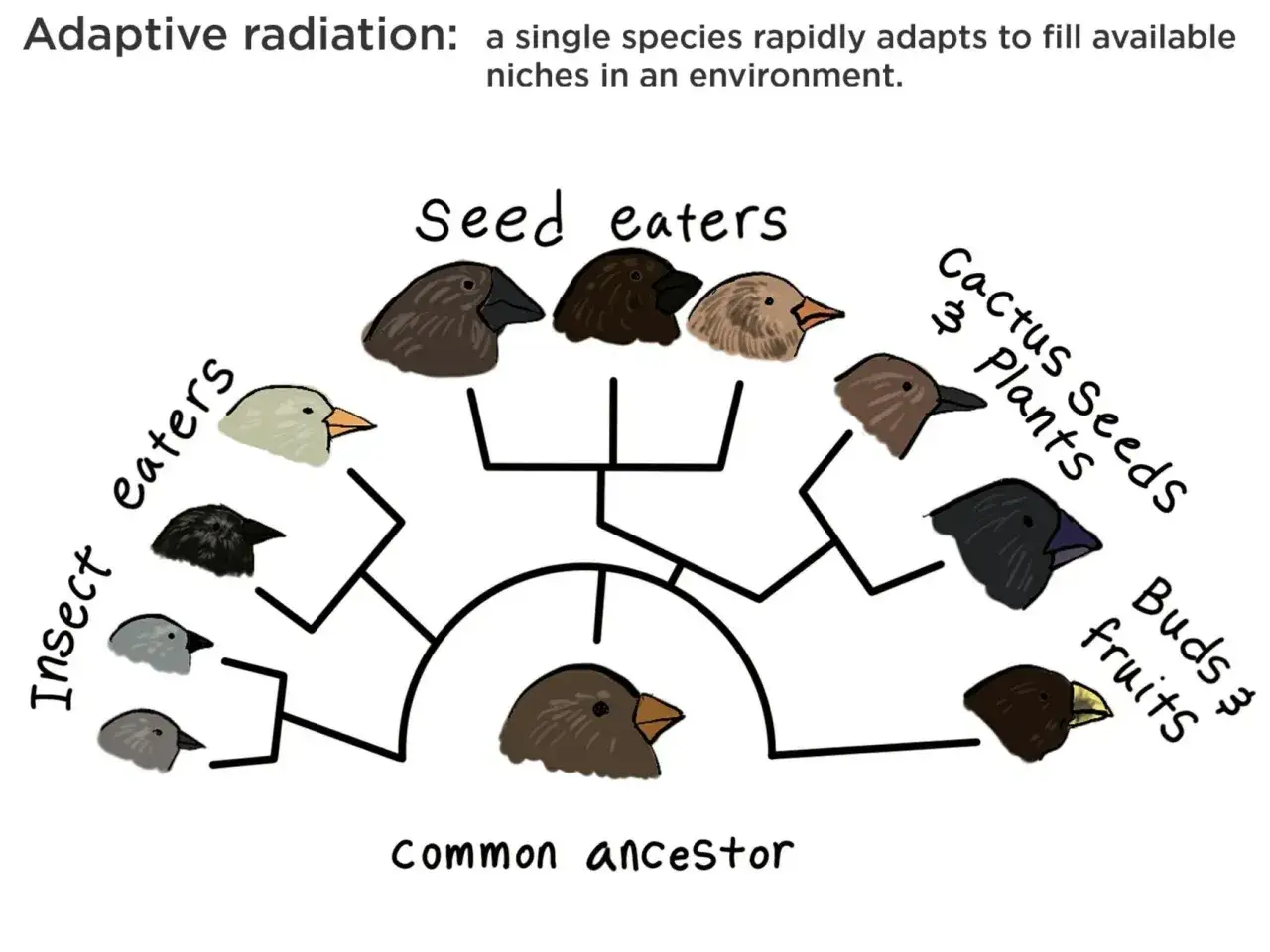 Ein gemeinsamer Vorfahre entwickelt sich durch adaptive Radiation zu verschiedenen Vogelarten, die sich auf Insekten, Samen oder Früchte spezialisieren.