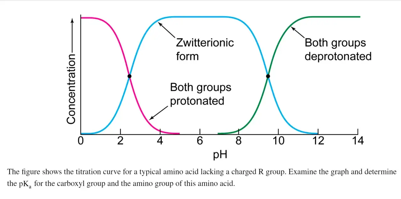 Titrationskurve einer Aminosäure: Konzentration vs. pH. Zeigt protonierte, zwitterionische und deprotonierte Formen. Der isoelektrische Punkt liegt zwischen den beiden pKa-Werten.