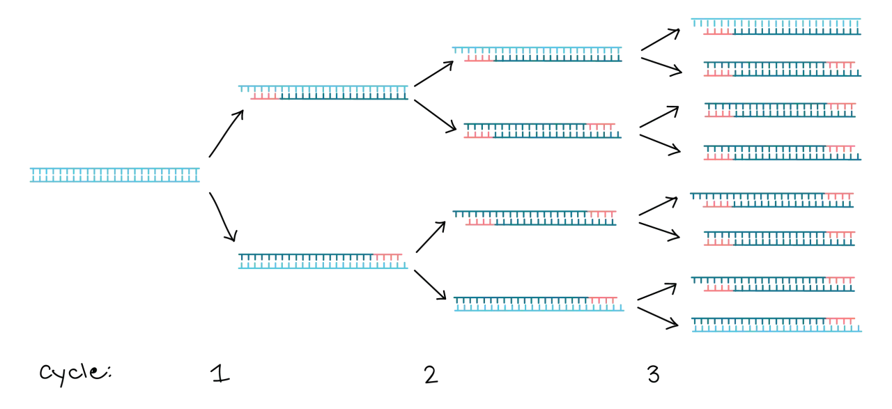Schema der Polymerase-Kettenreaktion: DNA-Str&auml;nge verdoppeln sich in Zyklen, was zu exponentiellem Wachstum f&uuml;hrt.