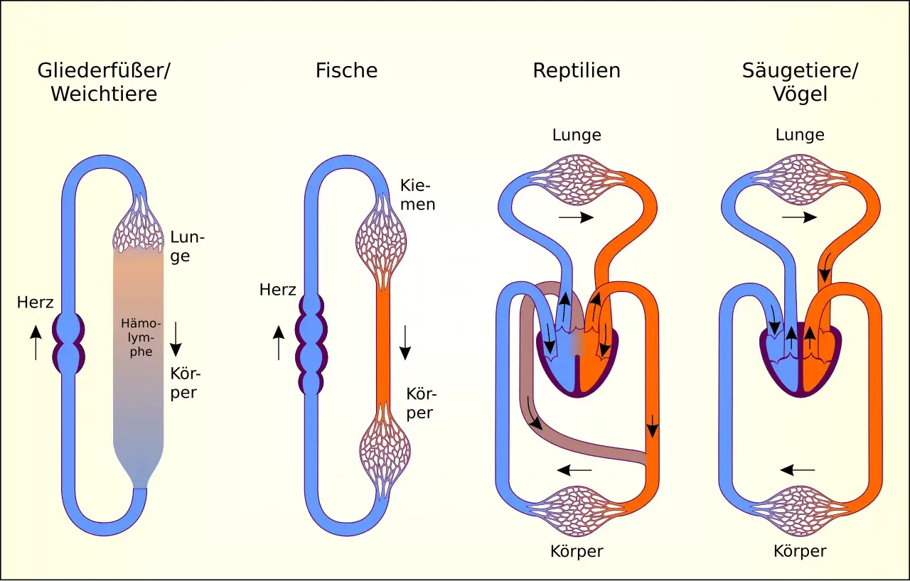 Vergleich von Kreislaufsystemen: Gliederfüßer/Weichtiere, Fische, Reptilien, Säugetiere/Vögel. Haben Spinnen ein Herz? Ja, wie die anderen Gliederfüßer.