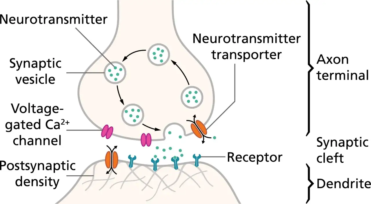 Synaptische &Uuml;bertragung: Neurotransmitter aus Vesikeln werden freigesetzt, binden an Rezeptoren und l&ouml;sen einen neuen aktionspotential nervenzelle aus.