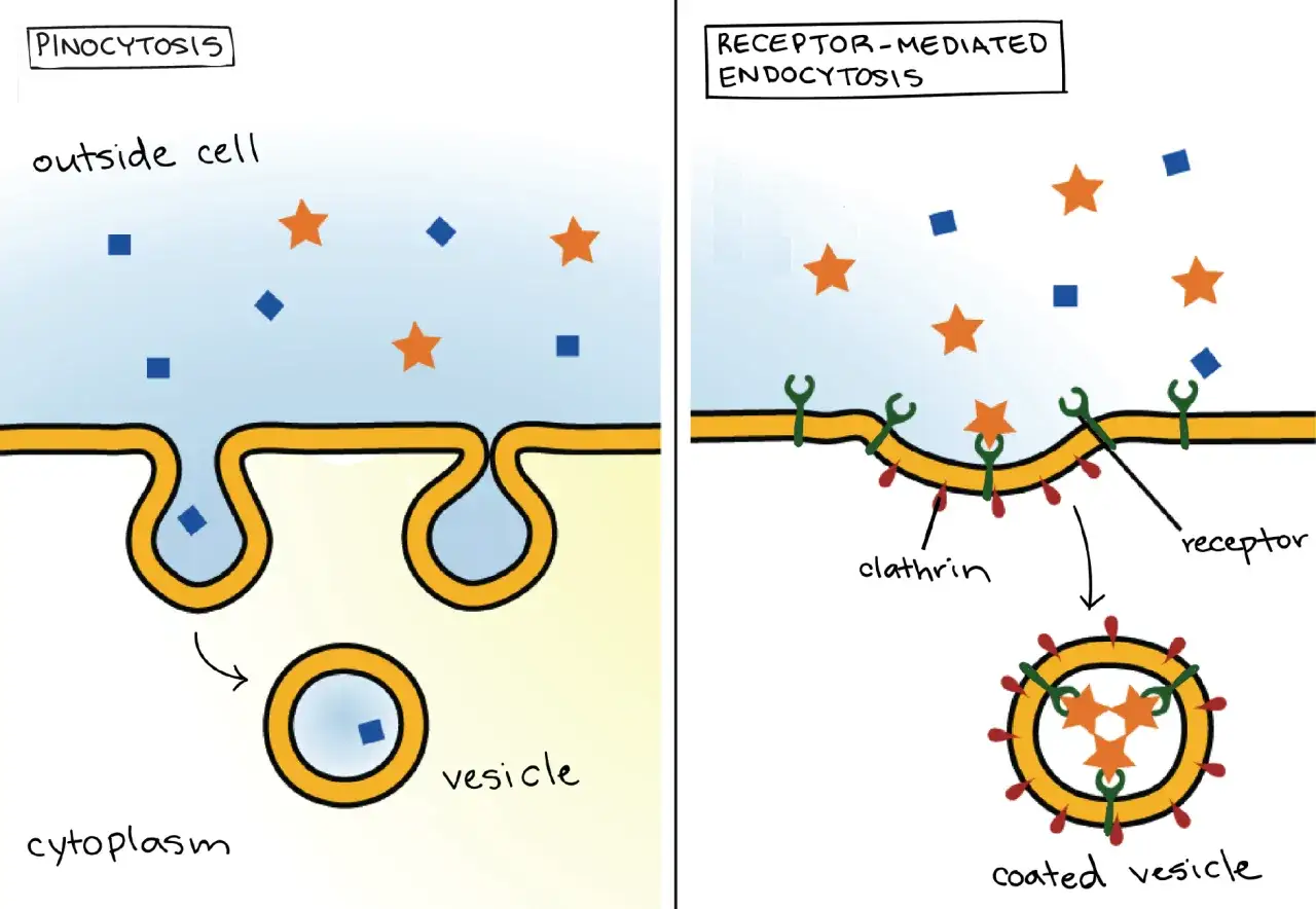 Zwei Arten der Zellaufnahme: Pinocytose nimmt Fl&uuml;ssigkeit auf, Rezeptor-vermittelte Endozytose nutzt Rezeptoren f&uuml;r spezifische Molek&uuml;le, was die Vesikel-Funktion zeigt.