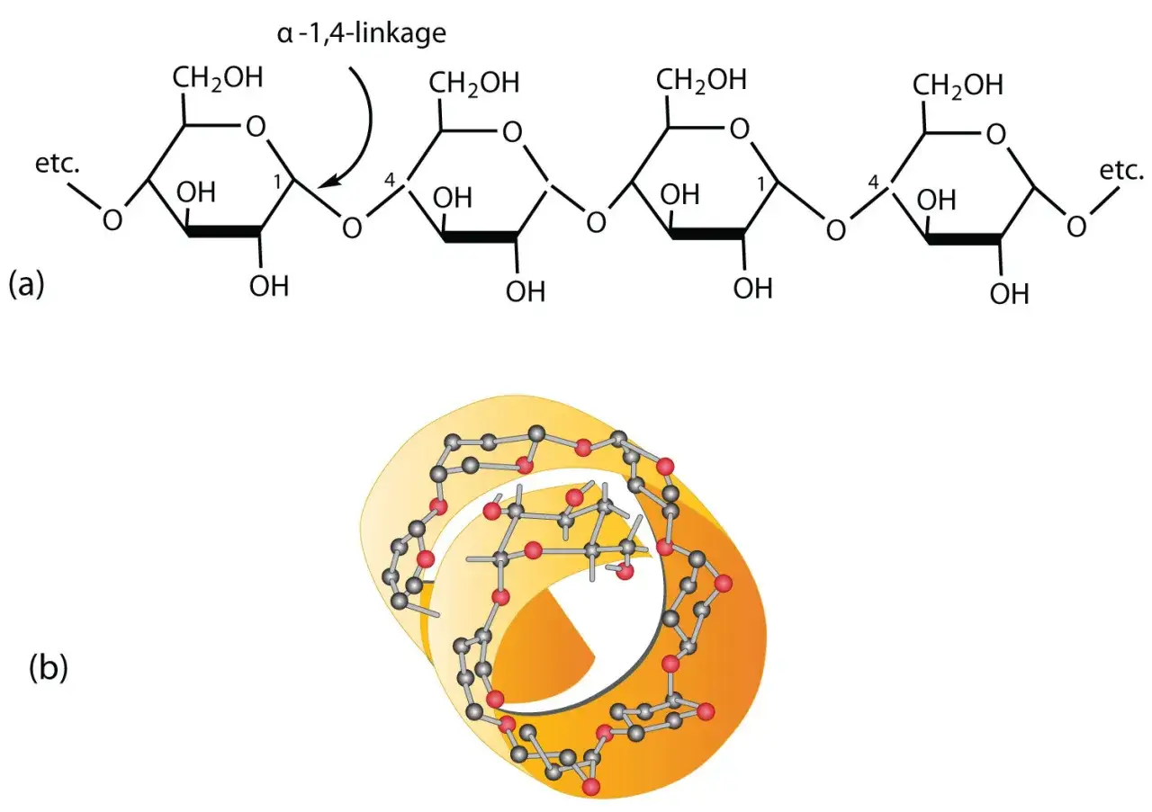 Strukturformel von Alpha-Glukose-Einheiten, verbunden durch &alpha;-1,4-Bindungen, und eine dreidimensionale Darstellung eines Molek&uuml;ls.