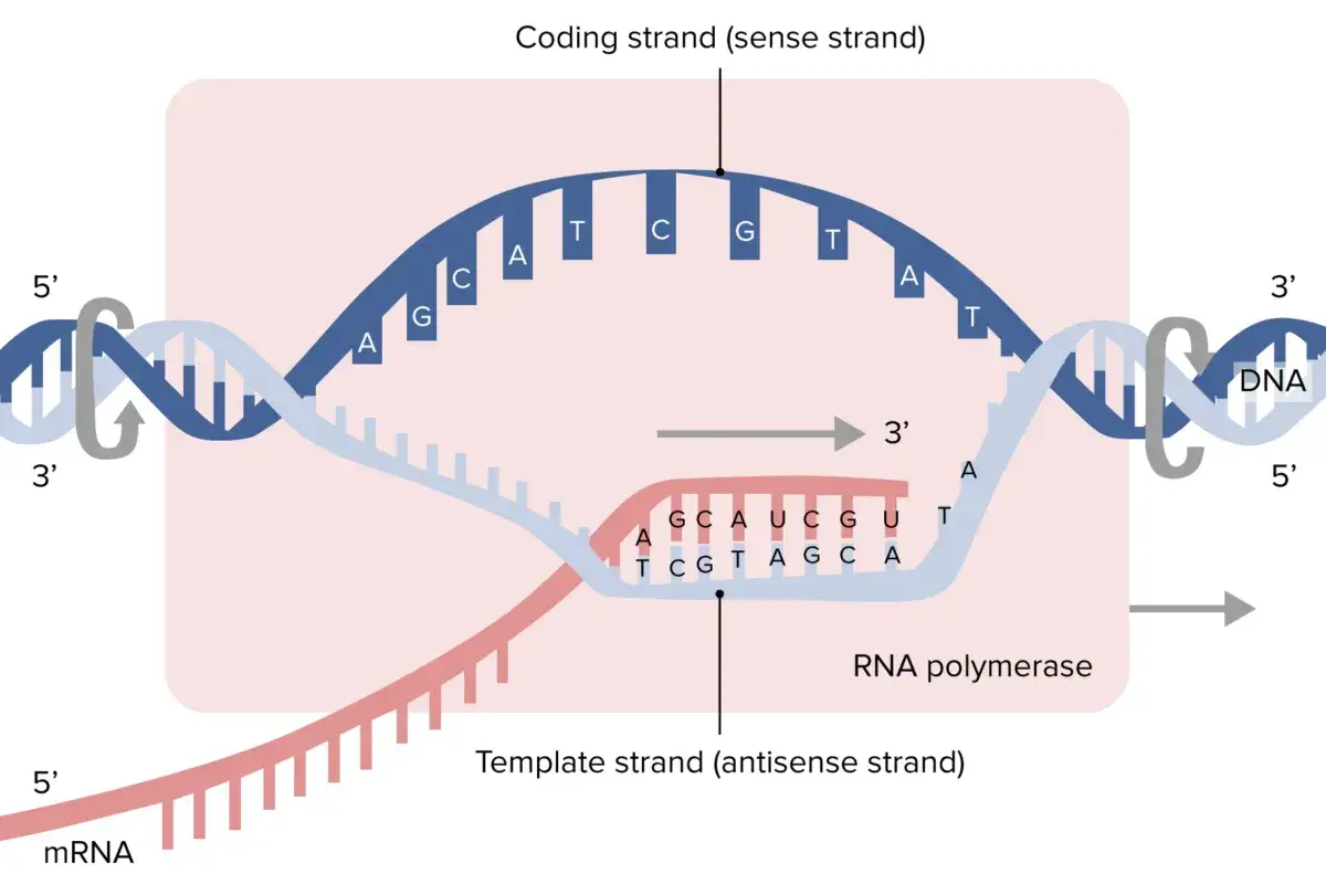 Der Prozess der DNA-Transkription: RNA-Polymerase liest die Matrizen-DNA, um mRNA zu synthetisieren.