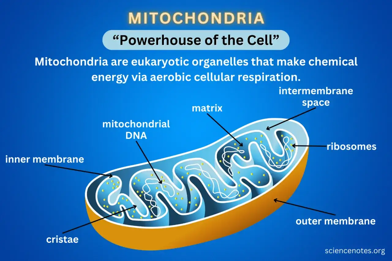 Schnittbild eines Mitochondriums, das seinen komplexen Mitochondrien Aufbau mit innerer und &auml;u&szlig;erer Membran, Cristae, Matrix, DNA und Ribosomen zeigt.