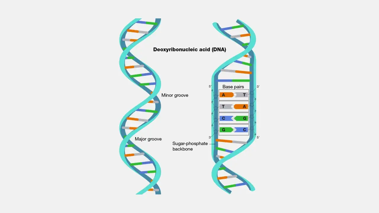 Der dna aufbau als Doppelhelix mit Zucker-Phosphat-Rückgrat und Basenpaaren (A-T, C-G). Beschriftungen zeigen Major und Minor Groove.