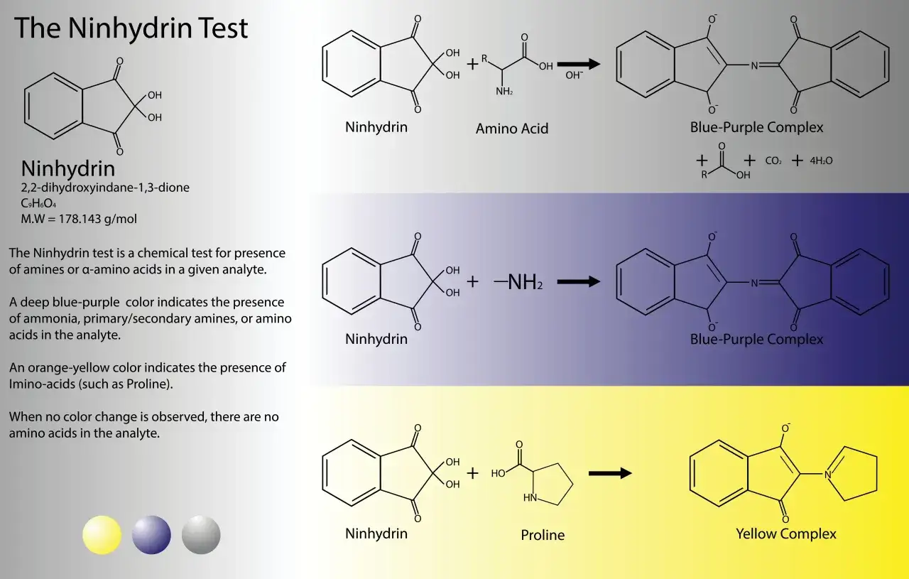 Die Ninhydrin-Reaktion zeigt die Bildung eines blau-violetten Komplexes mit Aminosäuren und eines gelben Komplexes mit Prolin.
