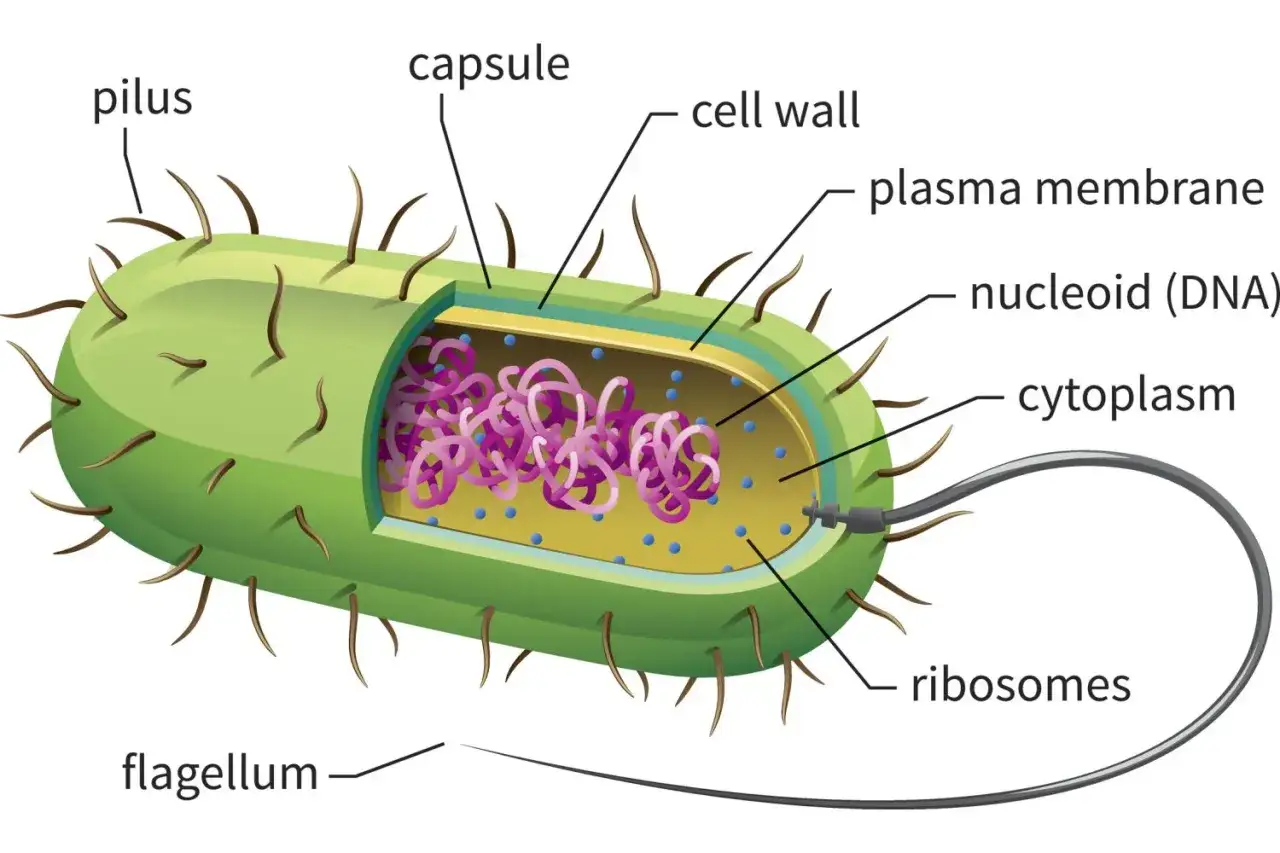Schnittzeichnung eines Bakteriums zeigt den Aufbau: Kapsel, Zellwand, Plasmamembran, Nukleoid (DNA), Zytoplasma, Ribosomen, Pili und Flagellum.