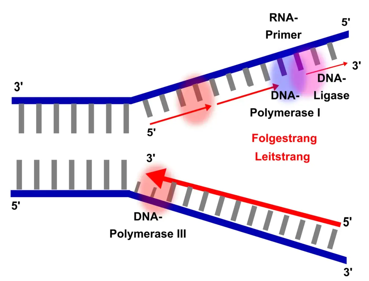 Schema der semikonservativen Replikation: DNA-Polymerase III synthetisiert den Leitstrang, w&auml;hrend DNA-Polymerase I und Ligase den Folgestrang aufbauen.