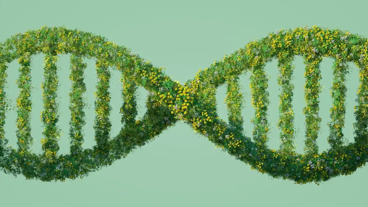 Eine DNA-Doppelhelix, bedeckt mit grünen Blättern und gelben und weißen Blüten, symbolisiert die Natur und die rote Gentechnik.