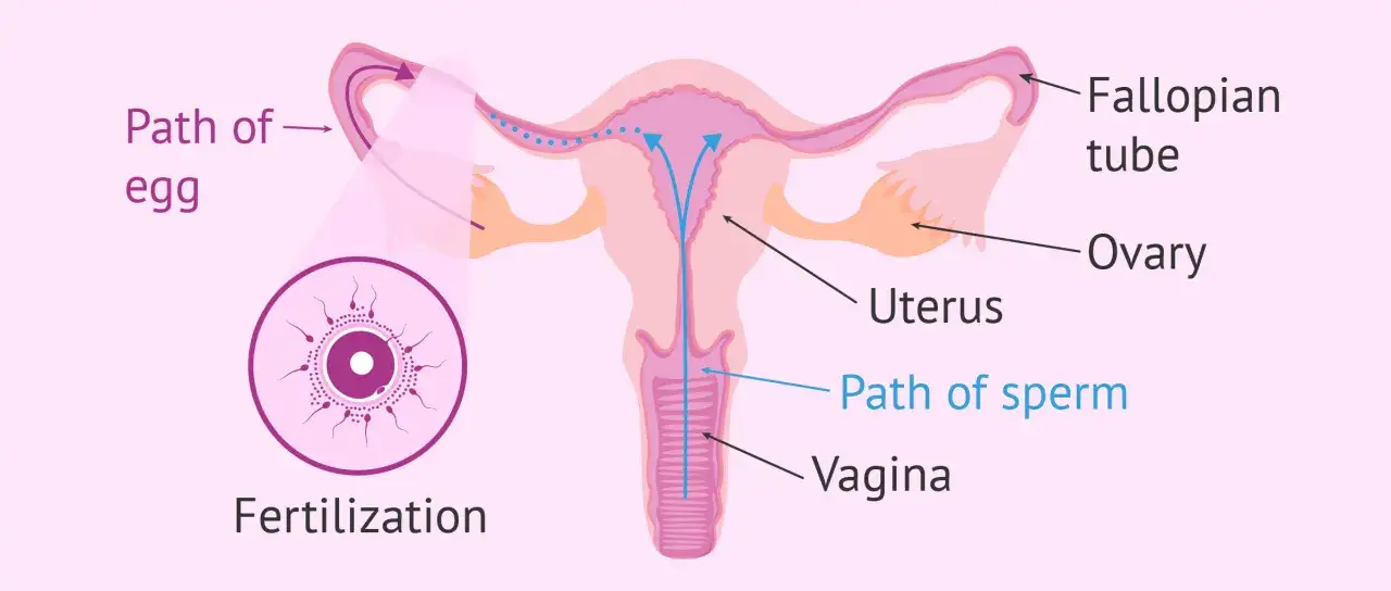 Schema zeigt die weiblichen Fortpflanzungsorgane und die Phasen der Befruchtung: Eizelle wandert durch Eileiter, Spermien steigen durch Vagina und Gebärmutter auf.