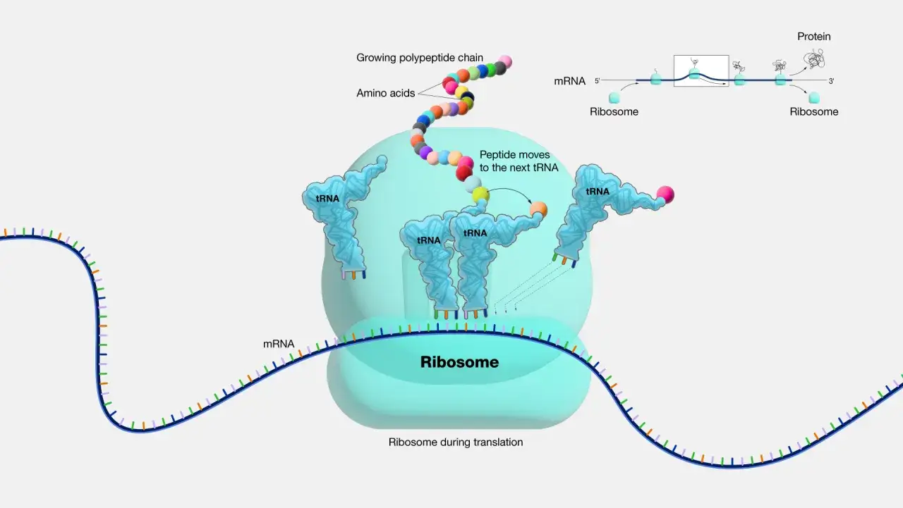 Ribosomen-Funktion: tRNA-Molek&uuml;le transportieren Aminos&auml;uren zum Ribosom, wo eine wachsende Polypeptidkette gebildet wird.