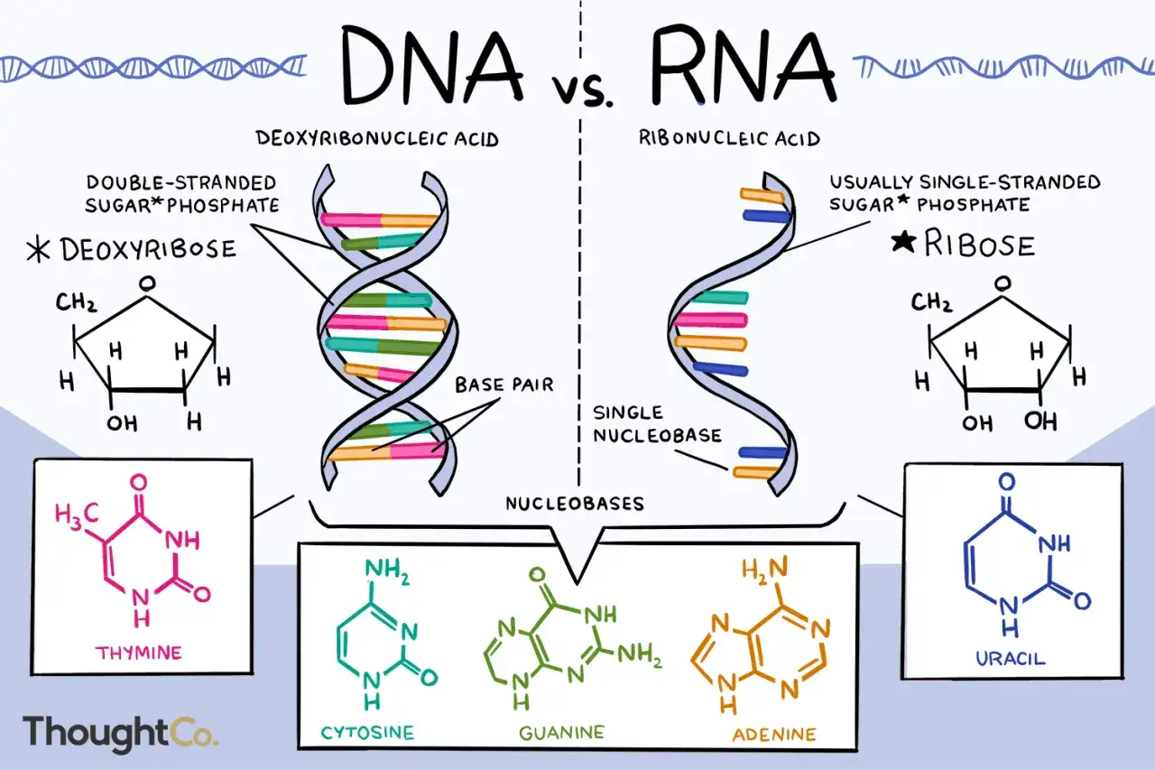 Vergleich von DNA und RNA: Doppelhelix vs. Einzelstrang. Was ist RNA? Sie ist Ribonukleinsäure, oft einzelsträngig, mit Ribose statt Desoxyribose.
