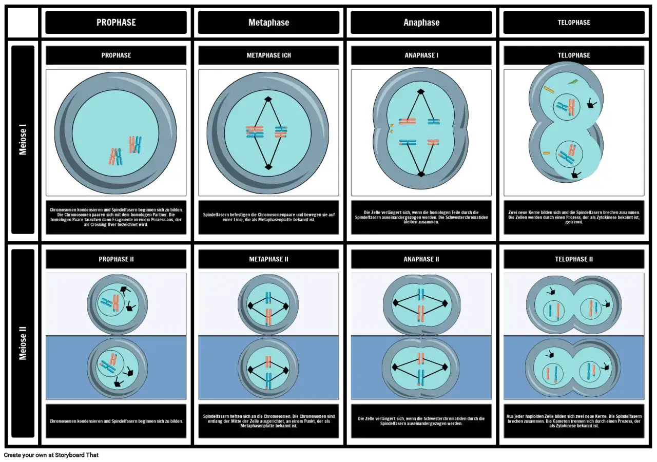 Der Meiose Ablauf wird in acht Phasen dargestellt: Prophase, Metaphase, Anaphase und Telophase, jeweils in Teilung I und II.