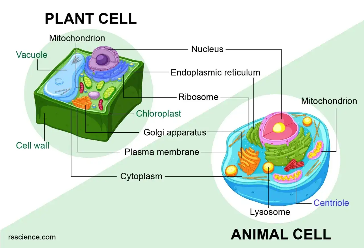 Vergleich von Pflanzenzelle und tierzelle: Unterschiede bei Zellwand, Chloroplasten und Vakuole. Beide haben Zellkern, Mitochondrien und Ribosomen.