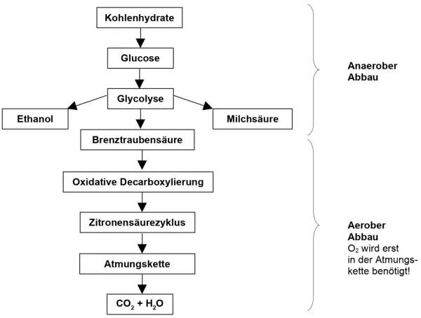 Schema der inneren Atmung: Kohlenhydrate werden zu Glucose, dann Glykolyse zu Brenztraubensäure. Anaerober Abbau führt zu Ethanol oder Milchsäure. Aerober Abbau über Zitronensäurezyklus und Atmungskette zu CO₂ + H₂O.