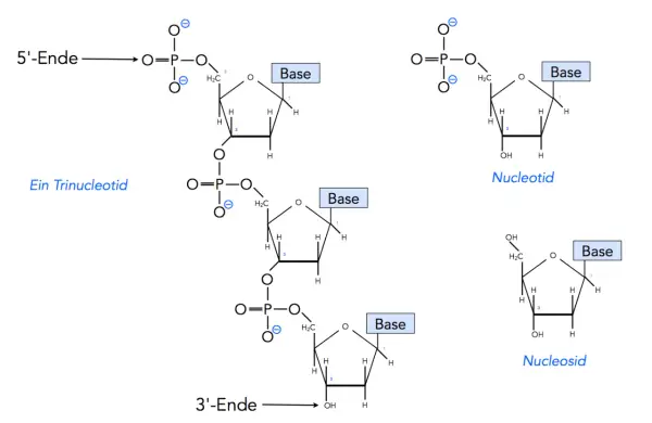 Der Aufbau von DNA: Ein Trinukleotid mit Phosphatgruppen, Zucker und Basen. Daneben sind ein Nukleotid und ein Nukleosid dargestellt.