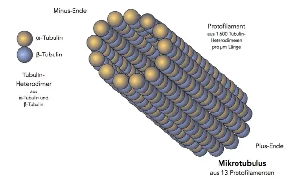 Mikrotubulus aus 13 Protofilamenten, die aus Tubulin-Heterodimeren bestehen. Wichtig für die Cytoskelett-Funktion, Zellform und Transport.